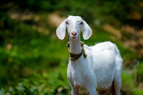 site goat